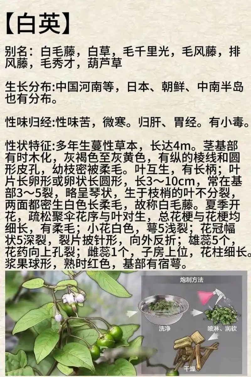 每天认识一种本草植物【白英】 91别名:白毛藤,白草,毛千里光,毛