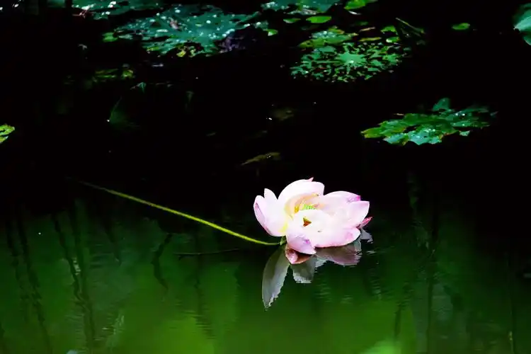 荷花,安静而神秘,让人不由想起"一花一世界,一叶一菩提"的句子,禅意