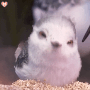 【原创】可爱小鸟表情包动图昨天看到的小动画 做成表情包了太可爱了