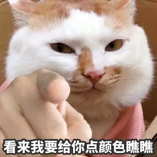 求猫猫狗狗指着你的表情包