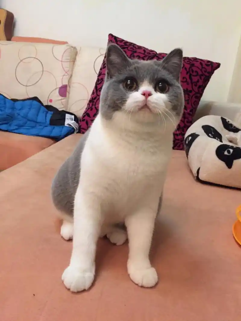 蓝白英短颜值天花板～#萌宠 #萌宠出道计划 #英短 #治愈猫 - 抖音