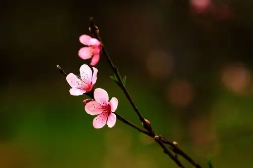 桃花抒春意,,,,_风景_poco摄影