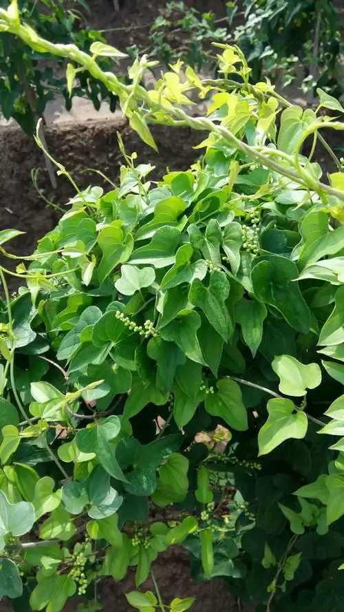 有一种花叫做"山药花" 藤上开花,藤上结果之"山药豆豆" 藤下聚天地之