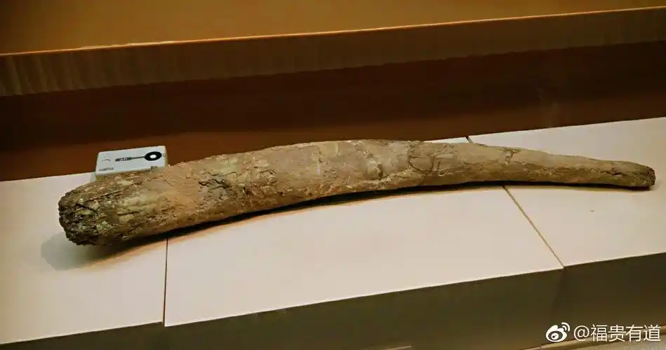 三星堆之旅,豆腐干很香