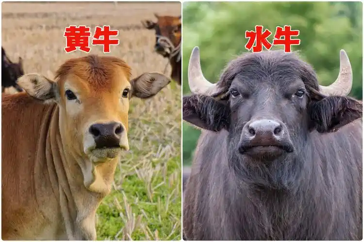 冬天买牛肉时,要分清"黄牛"和"水牛",区别挺大,弄懂再掏钱-大恒文化
