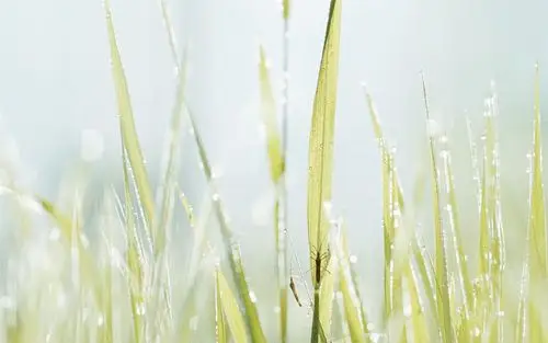 小清新植物ins风高清桌面壁纸