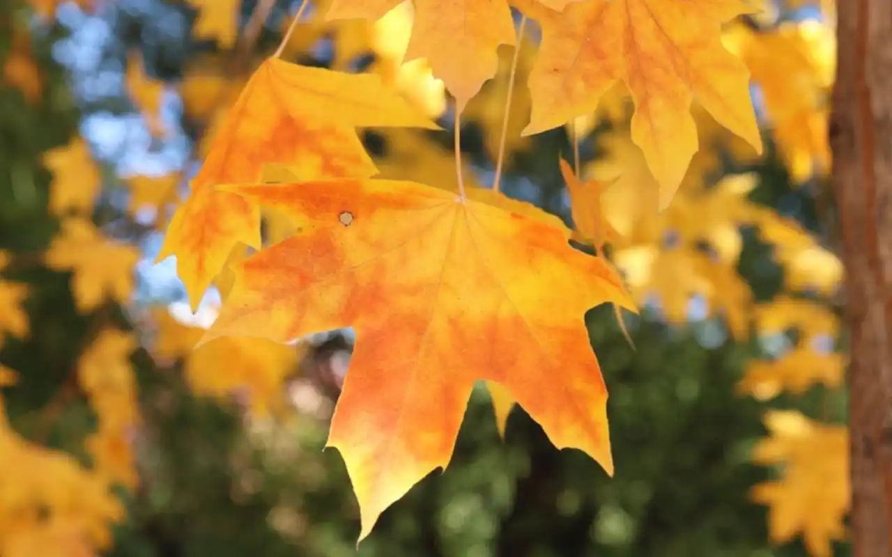 唯美落叶秋天唯美壁纸,九月最美的季节,高清电脑壁纸