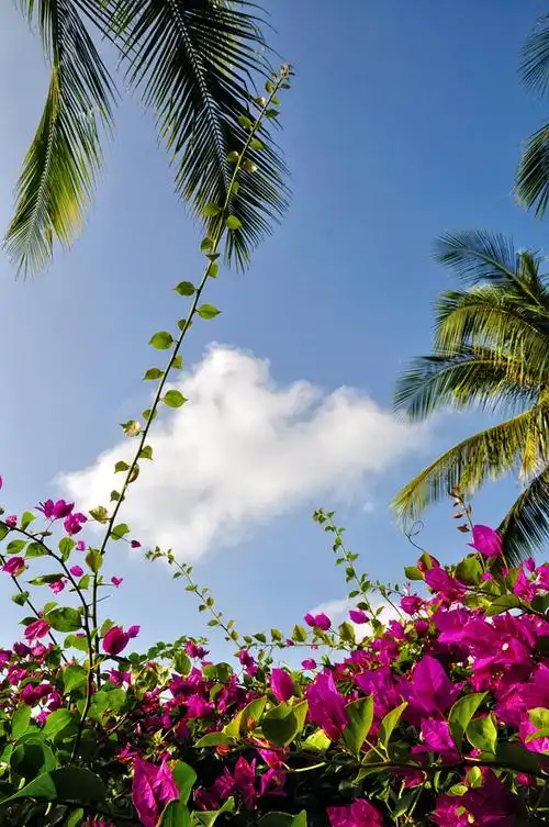 三亚市花三角梅,到处都是,紫色的居多,尤其在海边的,和碧海椰林相映