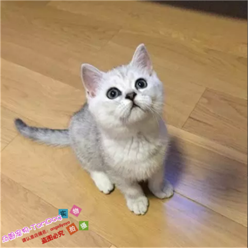 苏格兰折耳猫银渐层立耳英国短毛猫银渐层英短幼猫活体宠物猫g