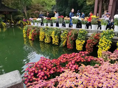 11.6杭州植物园菊花展