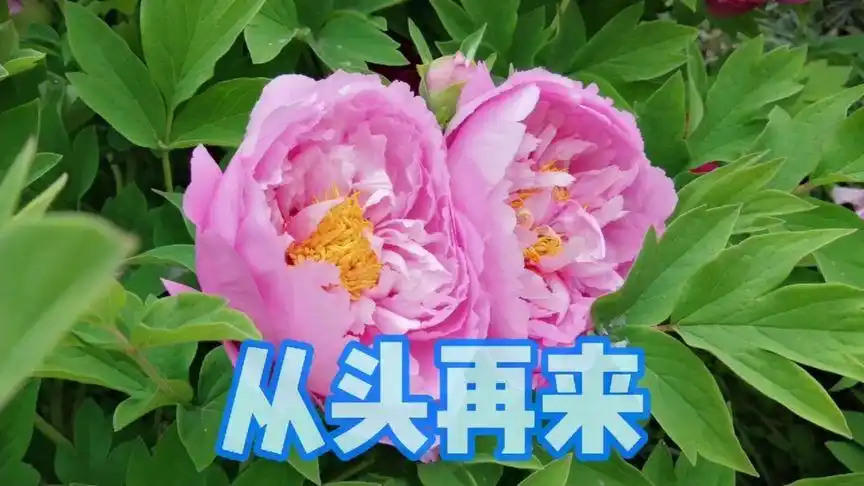 忘记过去,从头再来