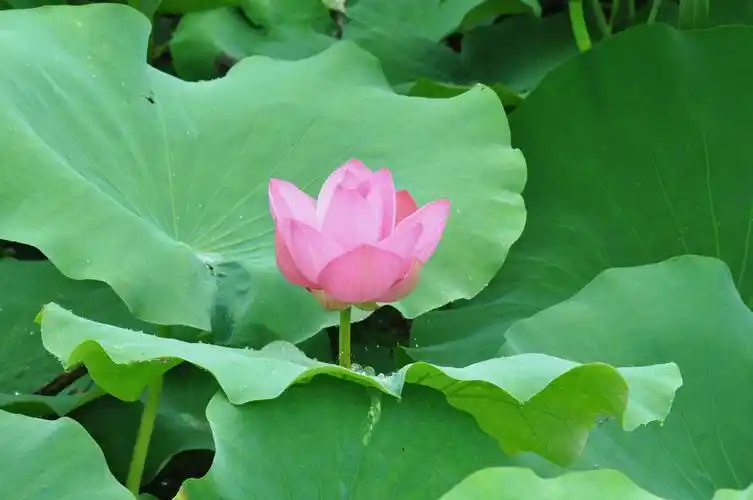 水中盛开的荷花显得如此娇嫩.