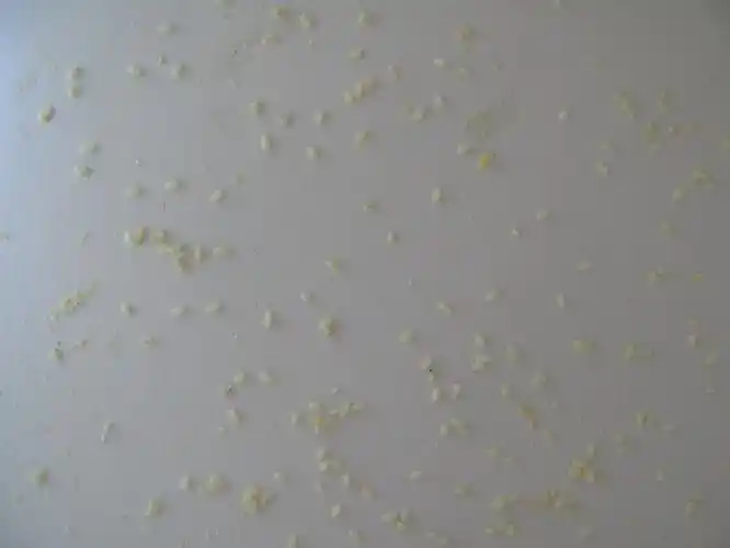 p>黄粉虫俗名面包虫,为鞘翅目拟步行科粉甲属的昆虫.