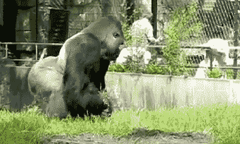 339_204gif 动态图 动图