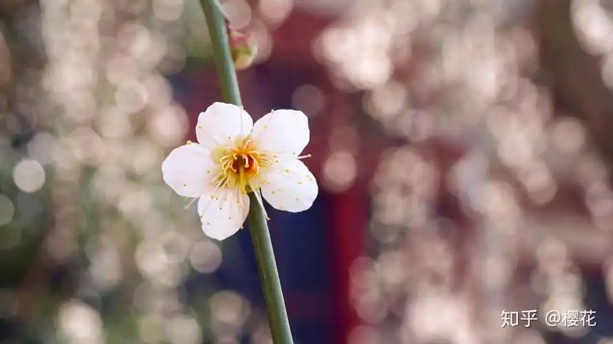 有没有你一看就觉得仙气四溢的壁纸