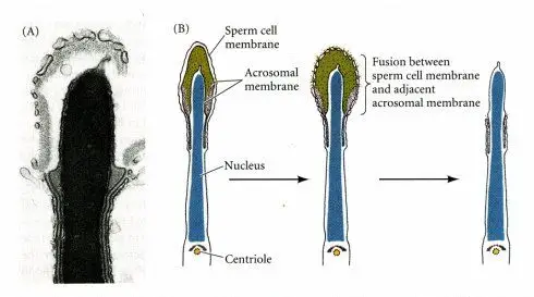 哺乳动物顶体反应之迷