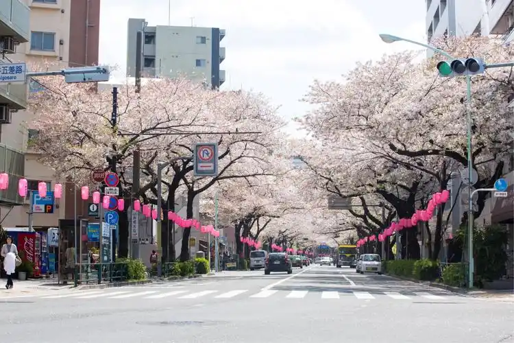 悠游东瀛访樱花