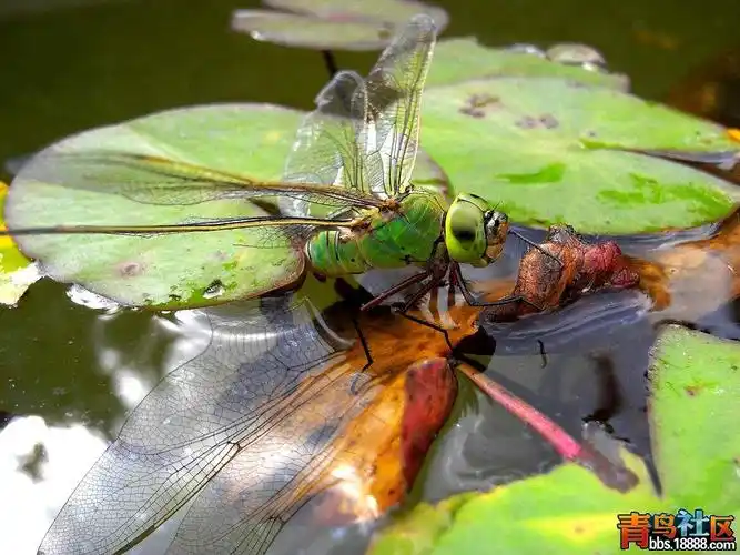 我拍的昆虫——在水下产卵的蜻蜓