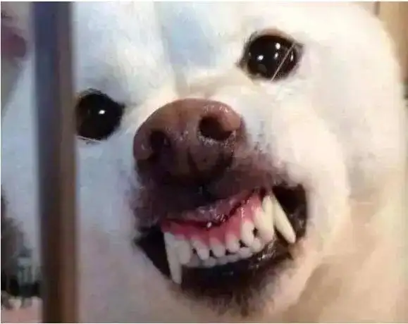 它也长着尖尖的犬牙但别忘了你家的狗狗在你眼中是这样的它早就成了