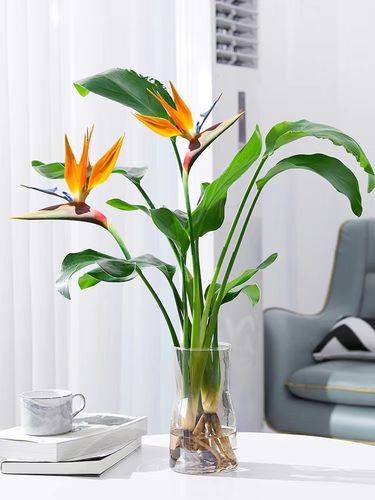 天堂鸟盆栽花卉绿植鹤望兰室内客厅大型观叶观花植物盆栽当年开花