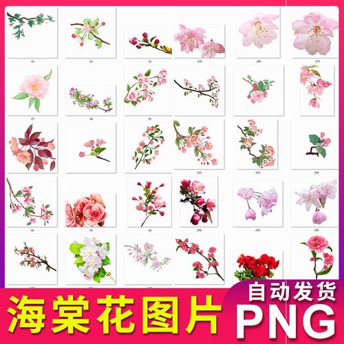 海棠花图片花枝花朵素材装饰元素插图 png透明背景 不用抠图