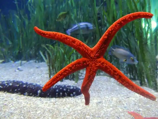 色彩鲜艳的海星