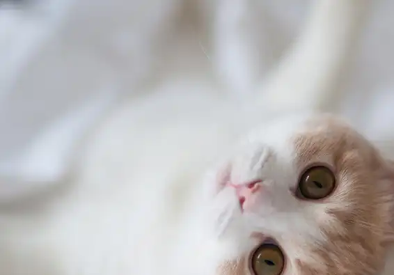 原创对于爱猫人士这几种可爱的猫咪你值得拥有