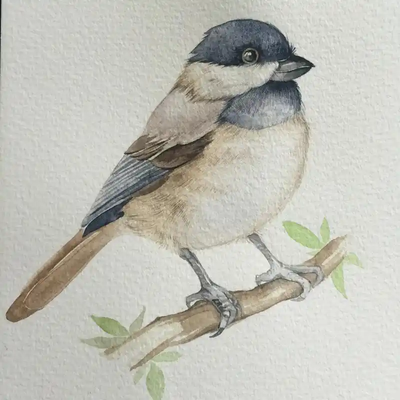 日常碎片 | 日常水彩画·小鸟~ #画画 #一起学画画 #水 - 抖音