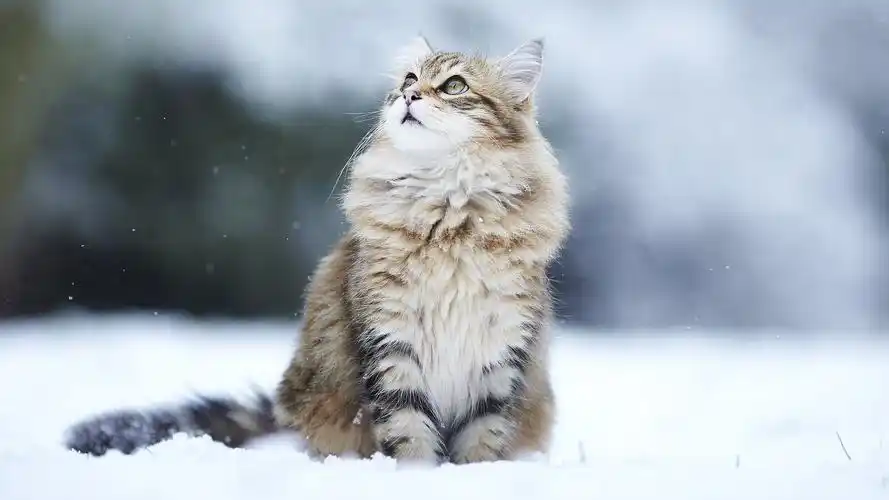 猫喵星人猫可爱古灵精怪儿童桌面专用萌宠动物壁纸