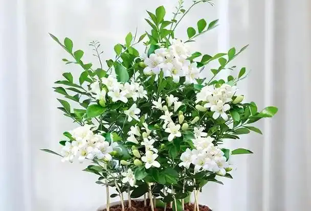 七里香,总觉得这是一种高不可攀的花朵,其实它就是我们常见的九里香