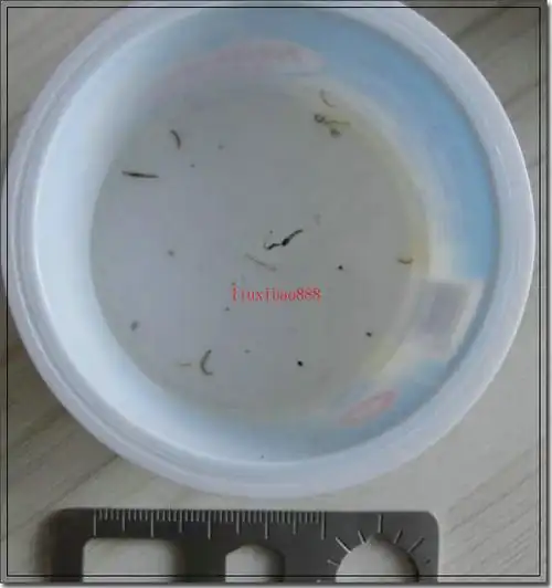 蛾蚋的幼虫图片