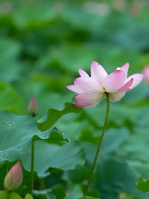 夏天是什么样子?来恩平,告诉你答案