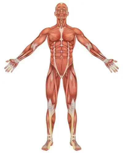 关键词:男性人体肌肉图片下载,人体肌肉组织,人体肌肉器官,肌肉结构