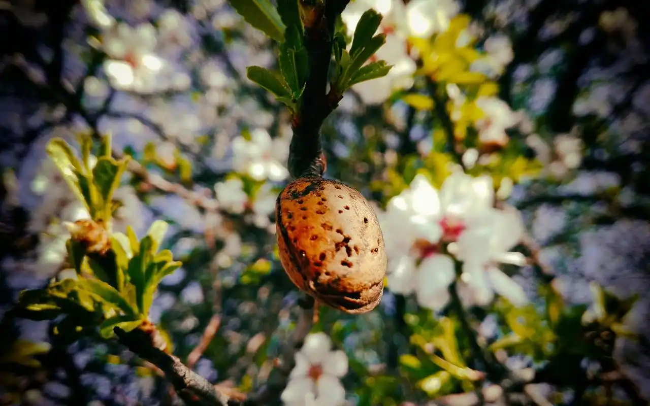 清新唯美花朵植物电脑桌面壁纸