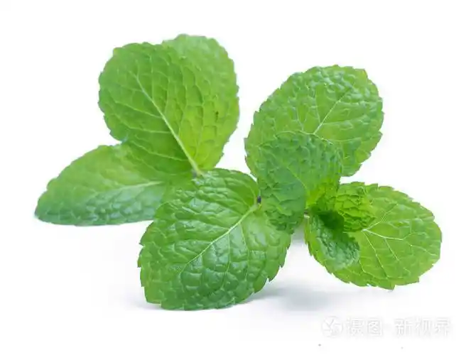 新鲜原料薄荷叶孤立在白色的背景