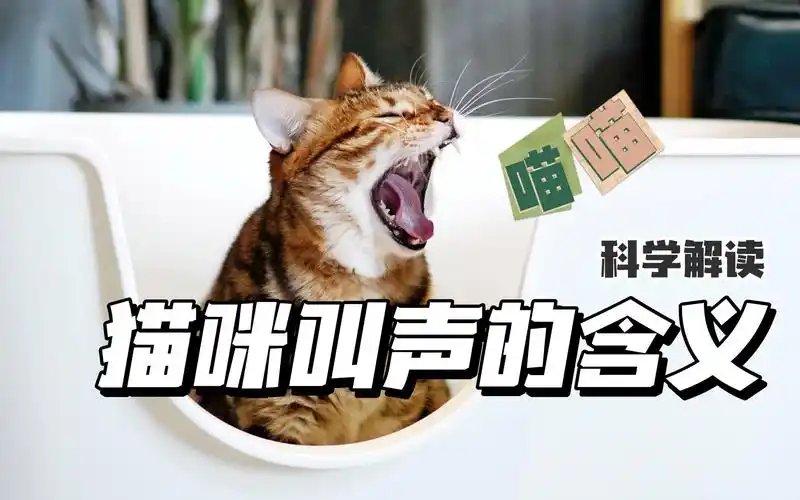 猫咪喵喵叫到底在表达什么?