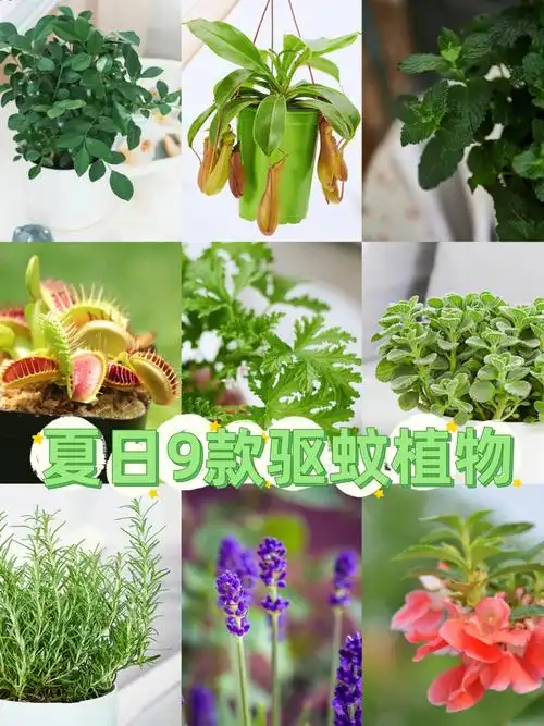 草草,也是可以减少蚊子的打扰哦96驱蚊草驱蚊草也就是香叶天竺葵,因