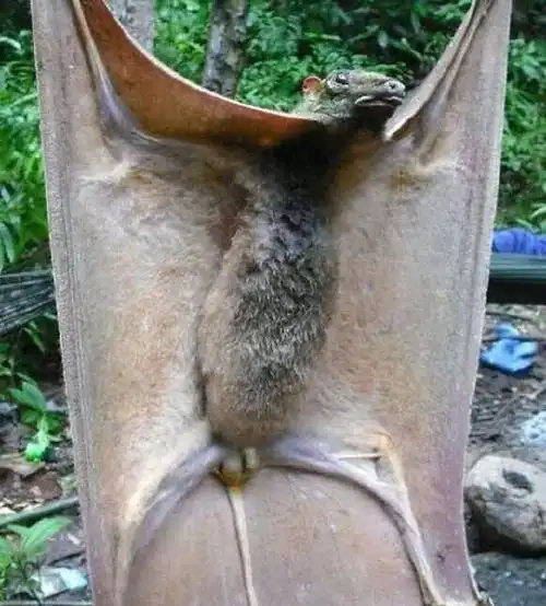 菲律宾居民本以为捕获了巨型吸血蝙蝠,结果发现是一只猴子!