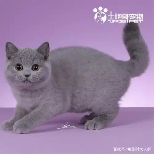 淡紫色猫