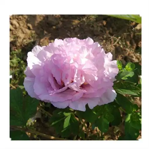 蓝田玉正宗洛阳牡丹花苗包対版河南绿植外庭院花卉蓝色系包邮