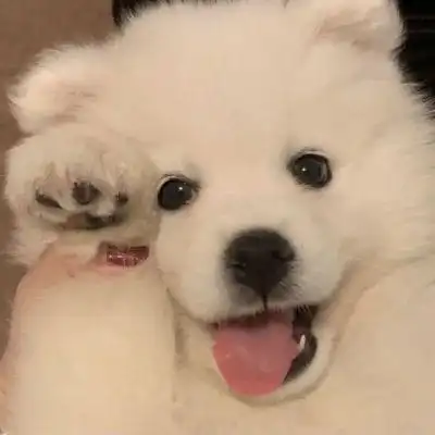 可爱白色狗狗头像