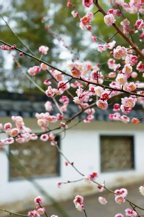 梅花开,来浦口上"春山"!_公园_花香_珍珠泉风景区