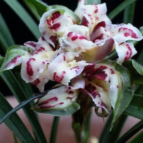 兰花苗春兰盛世牡丹 浓香型花卉不带花苞 办公室内绿植盆栽包邮