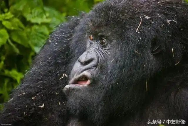 哈哈哈哈~史上最搞笑的动物照片, 小心别笑抽了