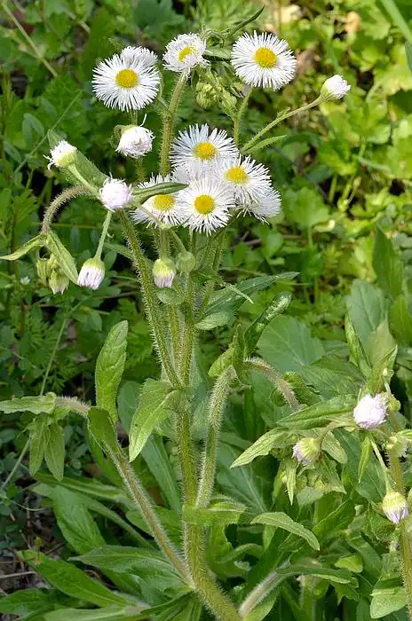 春一年蓬 / 费城飞蓬 erigeron philadelphicus,菊科 飞蓬属(辰山植物