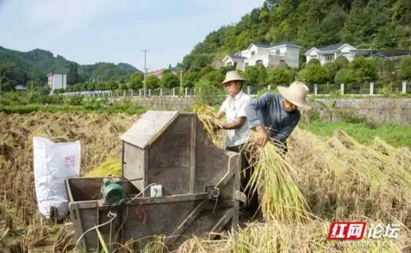 "当我来到壶瓶山镇平洞村时,看见一块稻田里,正在使用打稻机脱粒,这