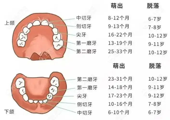 5-7岁开始换牙,4颗乳中切牙会掉落,恒牙中切牙会逐渐长出.