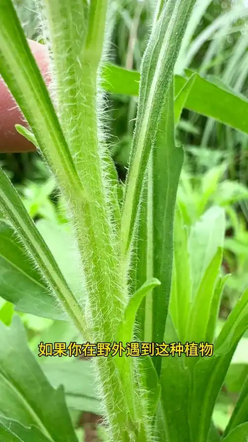 农村常见的飞蓬草