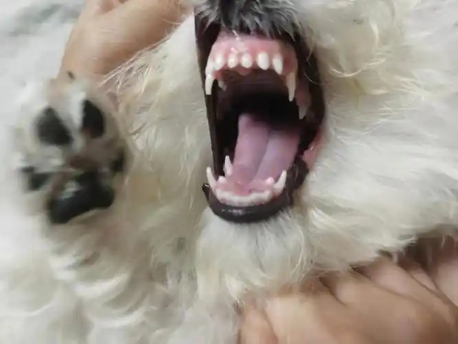 比熊我们这是要双排牙了吗