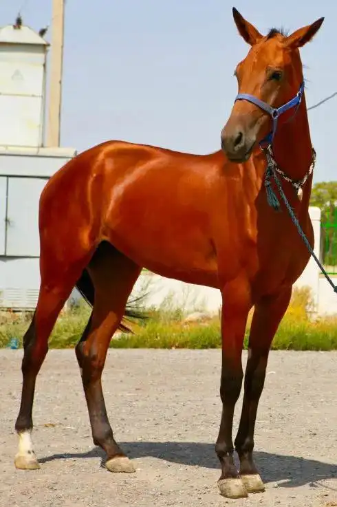 "让汗血马为源远流长,博大精深,璀璨夺目的中国马文化锦上添花!